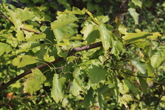 Torminalis glaberrima