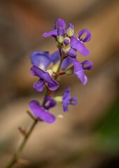 Hardenbergia violacea