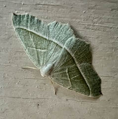 Campaea margaritaria