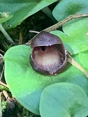 Corybas incurvus
