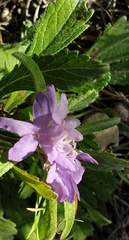 Sixalix atropurpurea