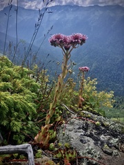 Sempervivum caucasicum