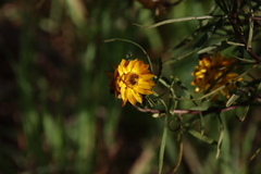 Xerochrysum viscosum