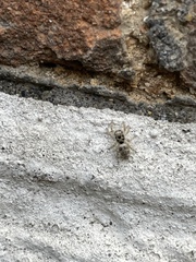 Salticus scenicus