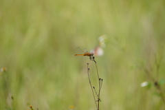 Urothemis signata