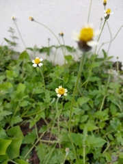 Tridax procumbens