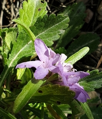 Sixalix atropurpurea