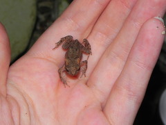 Bufo verrucosissimus