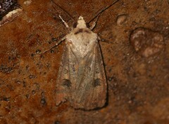 Agrotis exclamationis