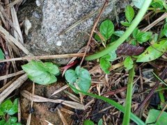 Typhonium roxburghii