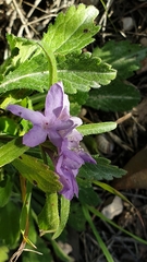 Sixalix atropurpurea