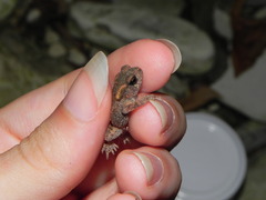 Bufo verrucosissimus