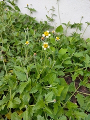Tridax procumbens