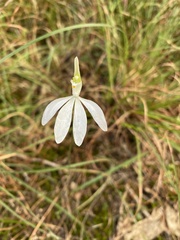 Caladenia catenata
