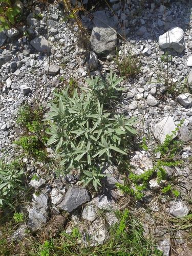Salvia officinalis iNat (2)