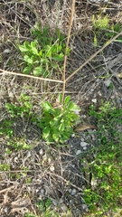 Sixalix atropurpurea