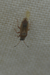 Cymus melanocephalus