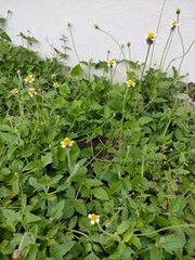 Tridax procumbens
