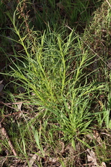 Xerochrysum viscosum