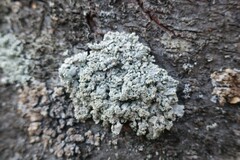 Hypogymnia tubulosa
