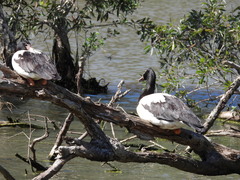 Anseranas semipalmata