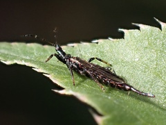 Phlaeothripidae
