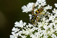 Vespula maculifrons