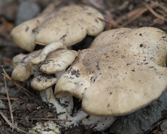 Lyophyllum