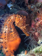 Hippocampus abdominalis