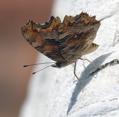 Polygonia egea