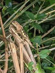 Diploderma polygonatum xanthostomum