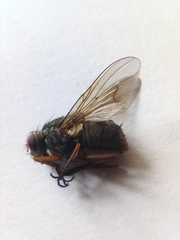 Muscina stabulans