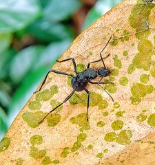 Polyrhachis armata