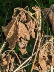 Diploderma polygonatum xanthostomum
