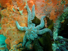 Coscinasterias muricata