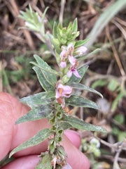 Odontites vulgaris