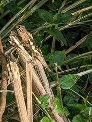 Diploderma polygonatum xanthostomum