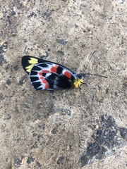 Delias harpalyce
