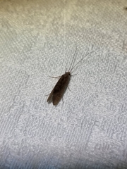 Oecetis