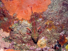 Bovichtus angustifrons