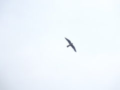 Falco