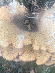 Cerioporus squamosus