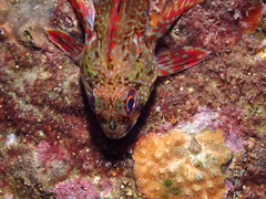 Bovichtus angustifrons