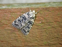 Bryophila domestica