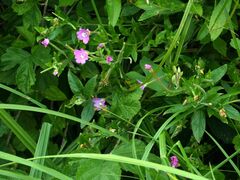Epilobium tetragonum