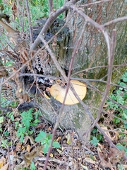 Cerioporus squamosus