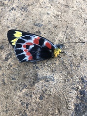 Delias harpalyce