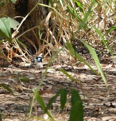 Malurus cyaneus