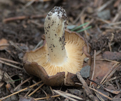 Lyophyllum