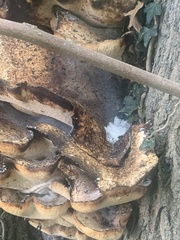 Cerioporus squamosus